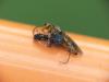 Harmonia axyridis